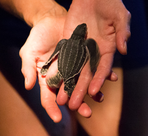 Baby Leather Back Turtle, Trinidad